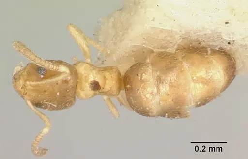 Plagiolepis exigua specimen CASENT0101305 image casent0101305_1