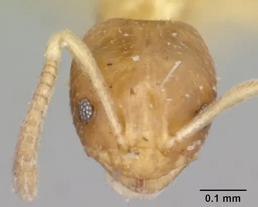 Plagiolepis exigua specimen CASENT0101305 image casent0101305_2