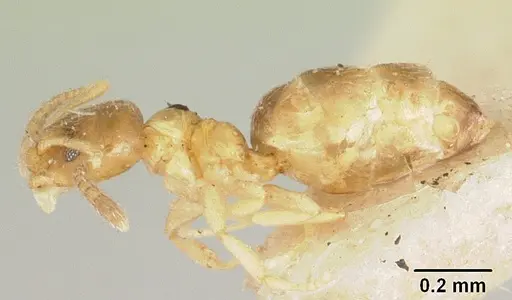 Plagiolepis exigua specimen CASENT0101305 image casent0101305_3