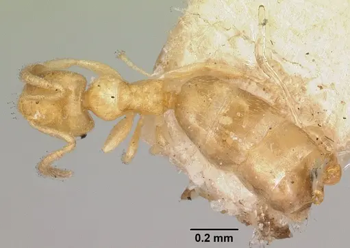 Plagiolepis exigua specimen CASENT0101307 image casent0101307_1
