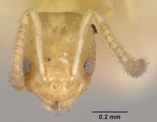 Plagiolepis exigua specimen CASENT0101307 image casent0101307_2