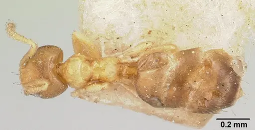 Plagiolepis exigua specimen CASENT0101308 image casent0101308_1