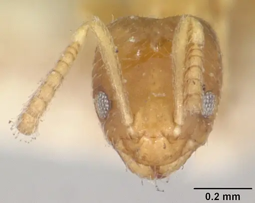 Plagiolepis exigua specimen CASENT0101308 image casent0101308_2