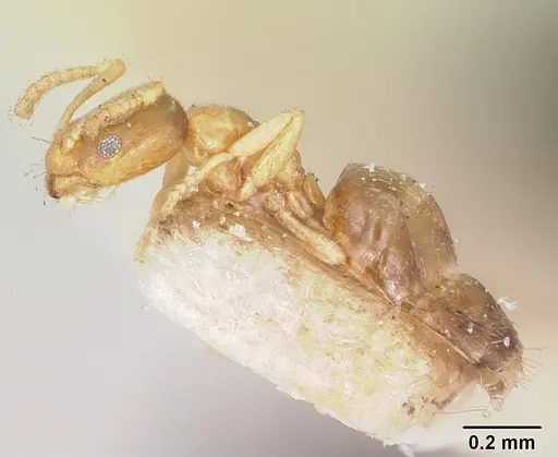Plagiolepis exigua specimen CASENT0101308 image casent0101308_3