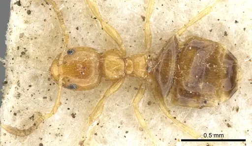 Plagiolepis exigua specimen CASENT0903146 image casent0903146_1
