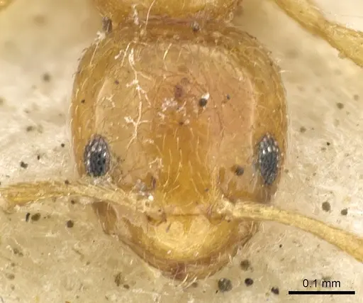 Plagiolepis exigua specimen CASENT0903146 image casent0903146_2