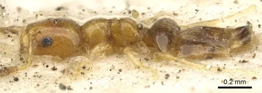Plagiolepis exigua specimen CASENT0903146 image casent0903146_3