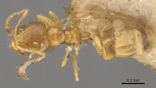 Plagiolepis exigua specimen CASENT0909849 image casent0909849_1