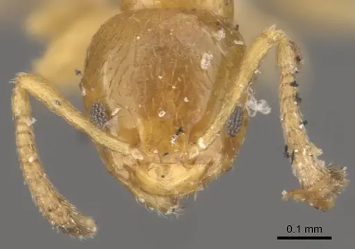 Plagiolepis exigua specimen CASENT0909849 image casent0909849_2