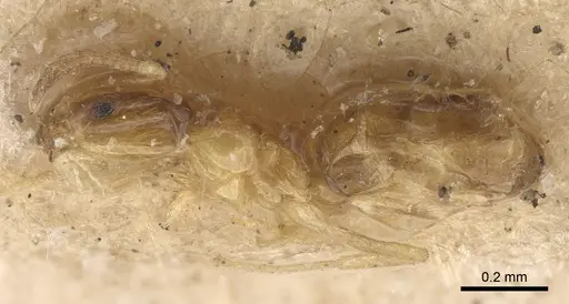 Plagiolepis exigua specimen CASENT0917872 image casent0917872_1