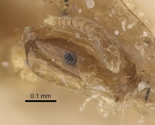 Plagiolepis exigua specimen CASENT0917872 image casent0917872_2