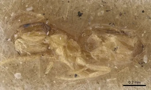 Plagiolepis exigua specimen CASENT0917872 image casent0917872_3