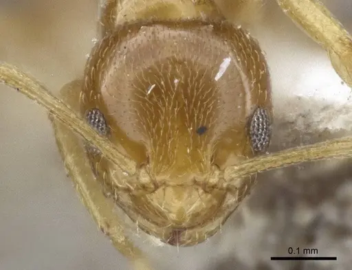 Plagiolepis flavescens specimen CASENT0916654 image casent0916654_2