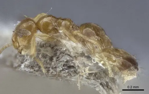 Plagiolepis flavescens specimen CASENT0916654 image casent0916654_3