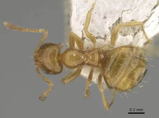 Plagiolepis flavescens specimen CASENT0922348 image casent0922348_1