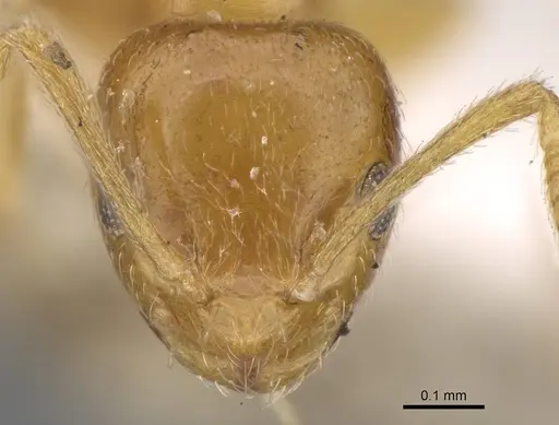 Plagiolepis flavescens specimen CASENT0922348 image casent0922348_2