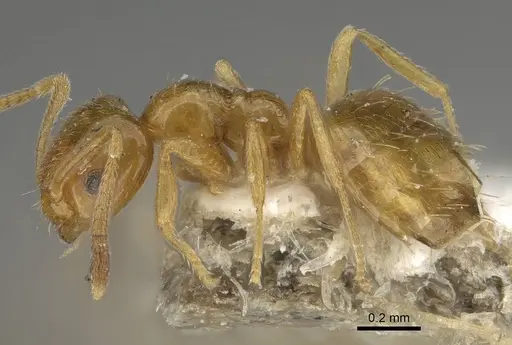 Plagiolepis flavescens specimen CASENT0922348 image casent0922348_3