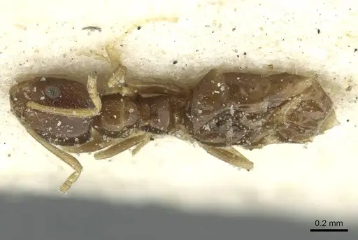 Plagiolepis funicularis specimen CASENT0912418 image casent0912418_1