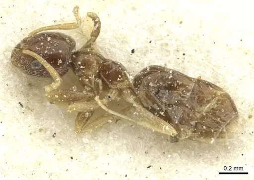 Plagiolepis funicularis specimen CASENT0912418 image casent0912418_3