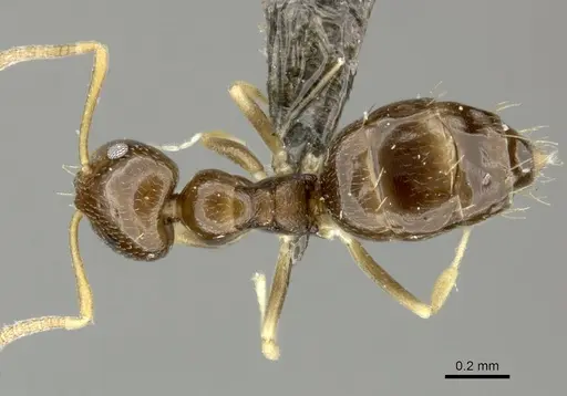 Plagiolepis fuscula specimen CASENT0235986 image casent0235986_1