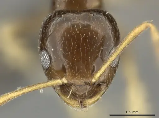 Plagiolepis fuscula specimen CASENT0235986 image casent0235986_2