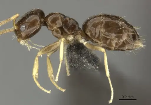 Plagiolepis fuscula specimen CASENT0235986 image casent0235986_3