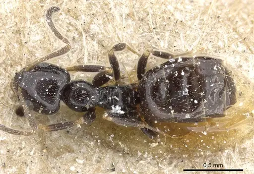 Plagiolepis fuscula specimen CASENT0905144 image casent0905144_1