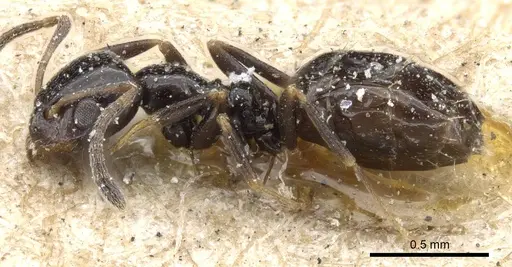 Plagiolepis fuscula specimen CASENT0905144 image casent0905144_3
