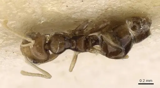 Plagiolepis hoggarensis specimen CASENT0913616 image casent0913616_1