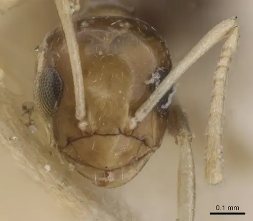 Plagiolepis hoggarensis specimen CASENT0913616 image casent0913616_2