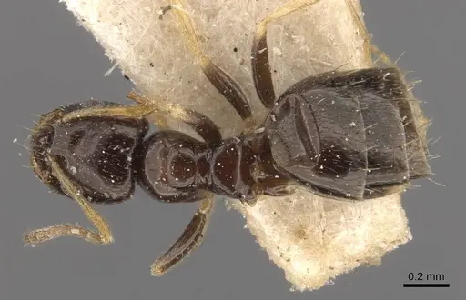 Plagiolepis jerdonii specimen CASENT0909851 image casent0909851_1