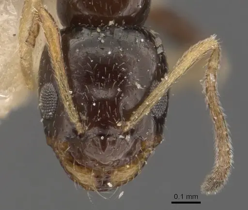 Plagiolepis jerdonii specimen CASENT0909851 image casent0909851_2
