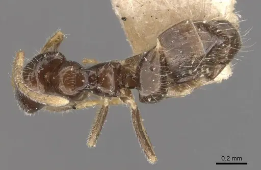 Plagiolepis jerdonii specimen CASENT0909852 image casent0909852_1