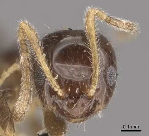 Plagiolepis jerdonii specimen CASENT0909852 image casent0909852_2