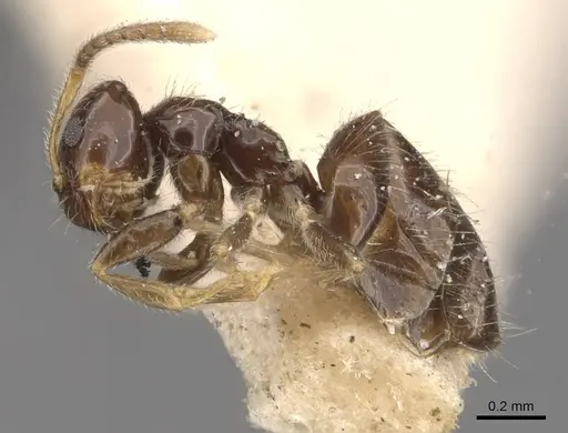 Plagiolepis jerdonii specimen CASENT0909852 image casent0909852_3