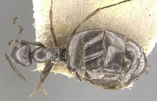 Plagiolepis jouberti specimen CASENT0909861 image casent0909861_1
