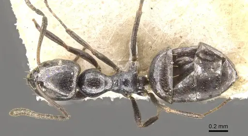 Plagiolepis jouberti specimen CASENT0909862 image casent0909862_1