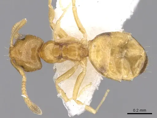 Plagiolepis juddi specimen CASENT0906471 image casent0906471_1