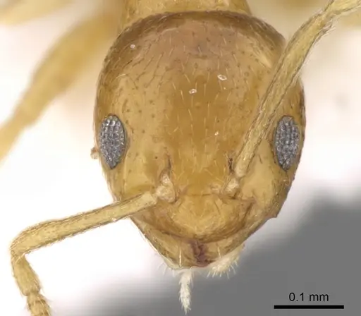 Plagiolepis juddi specimen CASENT0906471 image casent0906471_2