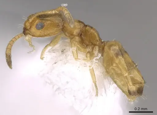 Plagiolepis juddi specimen CASENT0906471 image casent0906471_3