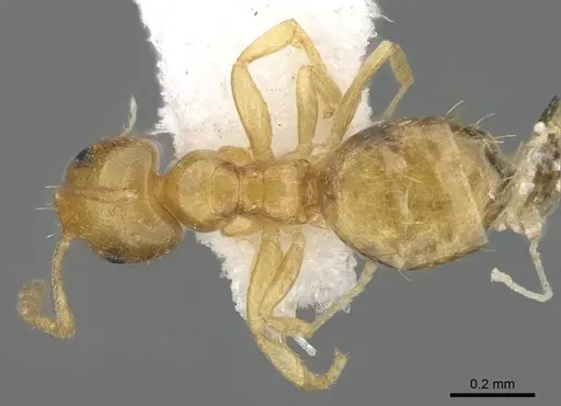 Plagiolepis juddi specimen CASENT0919816 image casent0919816_1