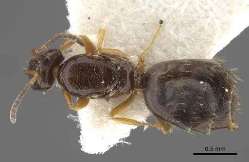 Plagiolepis karawajewi specimen CASENT0917481 image casent0917481_1