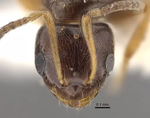 Plagiolepis karawajewi specimen CASENT0917481 image casent0917481_2