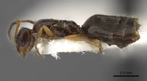 Plagiolepis karawajewi specimen CASENT0917481 image casent0917481_4