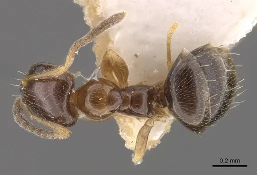 Plagiolepis karawajewi specimen CASENT0917482 image casent0917482_1