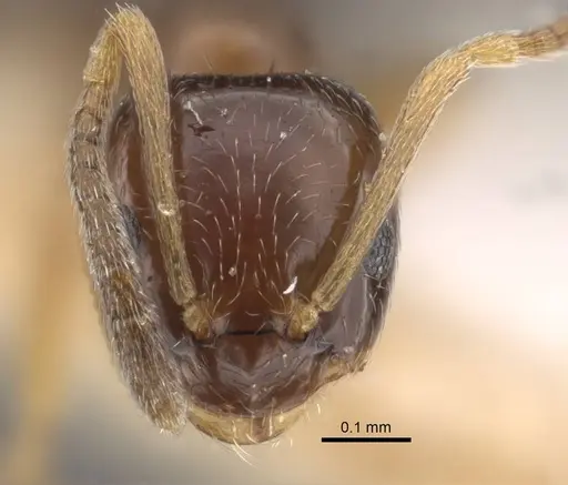 Plagiolepis karawajewi specimen CASENT0917482 image casent0917482_2