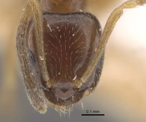 Plagiolepis karawajewi specimen CASENT0917482 image casent0917482_3