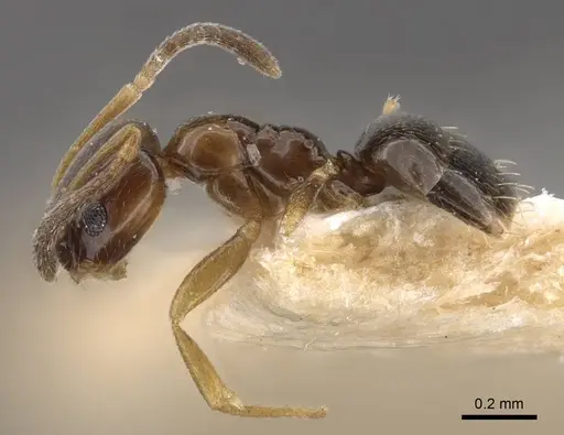 Plagiolepis karawajewi specimen CASENT0917482 image casent0917482_4