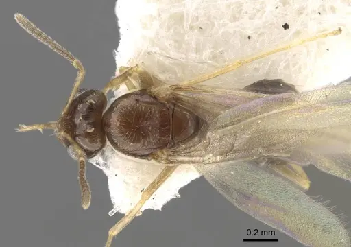 Plagiolepis karawajewi specimen CASENT0917483 image casent0917483_1