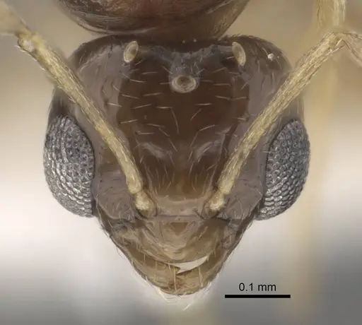 Plagiolepis karawajewi specimen CASENT0917483 image casent0917483_3